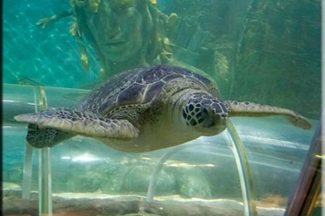 SEA LIFE Great Yarmouth General Admission - Is the $21.92 Price Good Value?