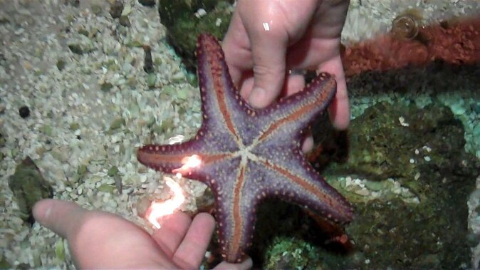 SEA LIFE Hannover Ticket - Key points to know before visiting