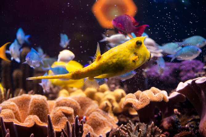 SEA LIFE Hannover Ticket - From the Leine River to tropical seas