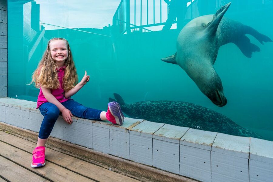 Sea Life Hunstanton - Penguin Beach and the Inca Terns
