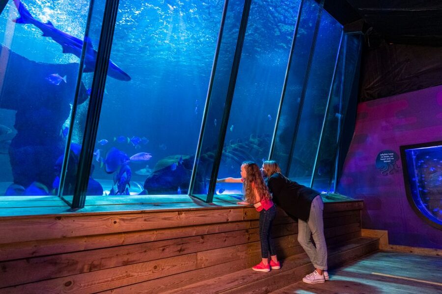 Sea Life Hunstanton - A full day ticket, not a fixed tour