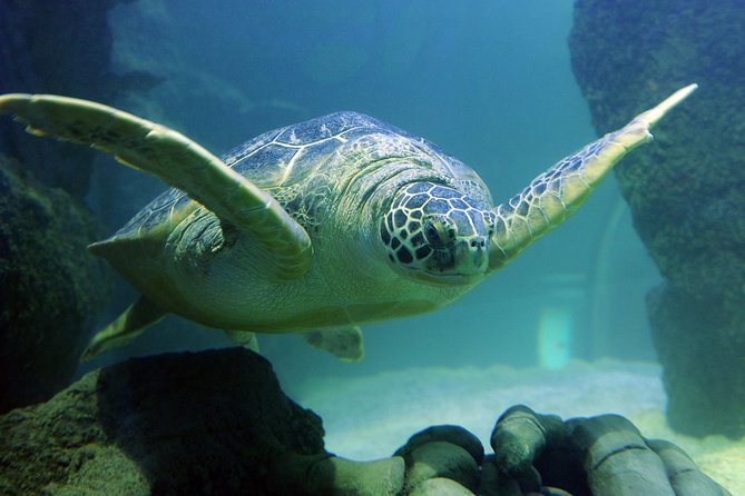 SEA LIFE Kansas City Aquarium Admission Ticket - Who will enjoy SEA LIFE Kansas City most?