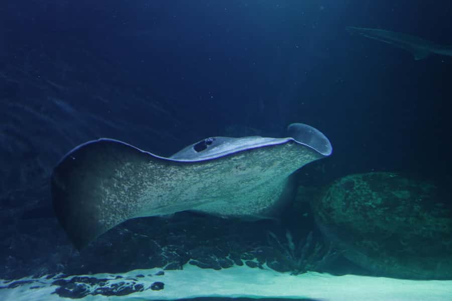 Sea Life Kelly Tarlton's Aquarium General Admission - Is the $23 admission good value?