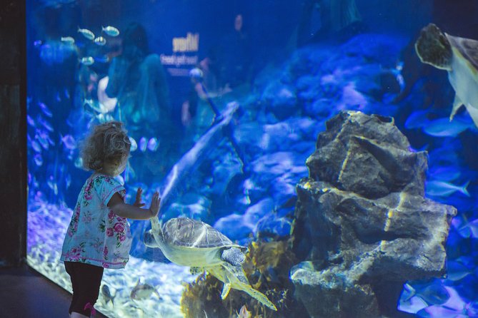 SEA LIFE Kelly Tarlton's General Admission - Why Kelly Tarlton’s Works as an Auckland Stop
