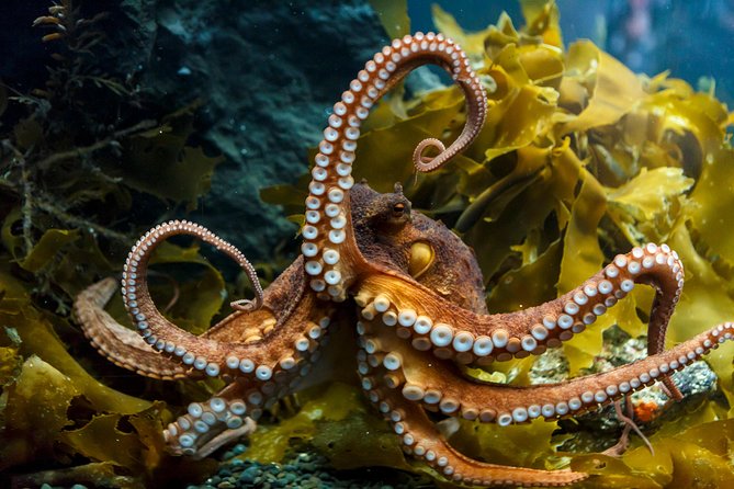 SEA LIFE Kelly Tarlton's General Admission - Spiny Sea Dragons, Jellyfish, and Rescued Turtles