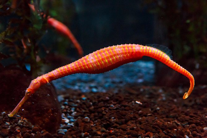 SEA LIFE Kelly Tarlton's General Admission - Price, Value, and Who Will Enjoy It Most