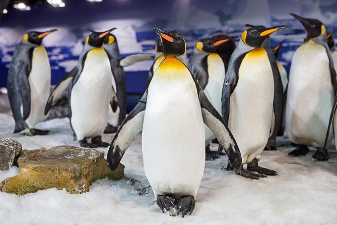SEA LIFE Kelly Tarlton's General Admission - Entering an Antarctic Expedition Cabin