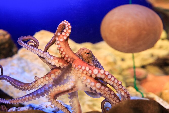SEA LIFE Konstanz Admission Ticket - The glass tunnel and large underwater tanks
