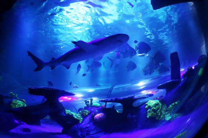 SEA LIFE Konstanz Admission Ticket - Arrival, timing, and queue advice