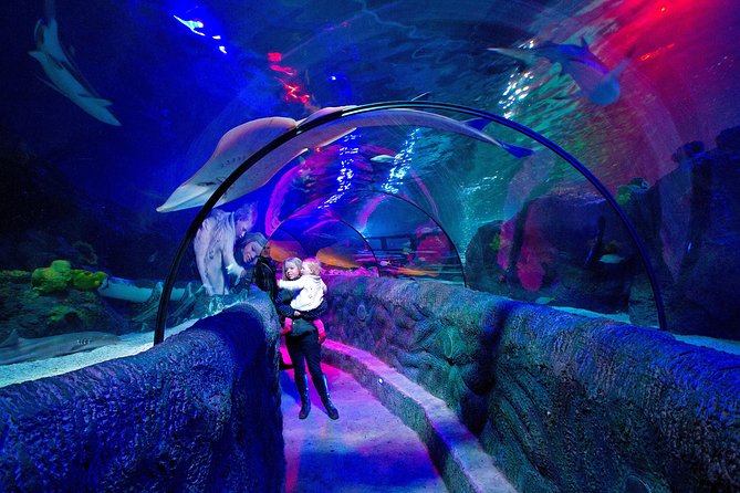 SEA LIFE Loch Lomond General Admission Ticket - What a visit to SEA LIFE Loch Lomond feels like