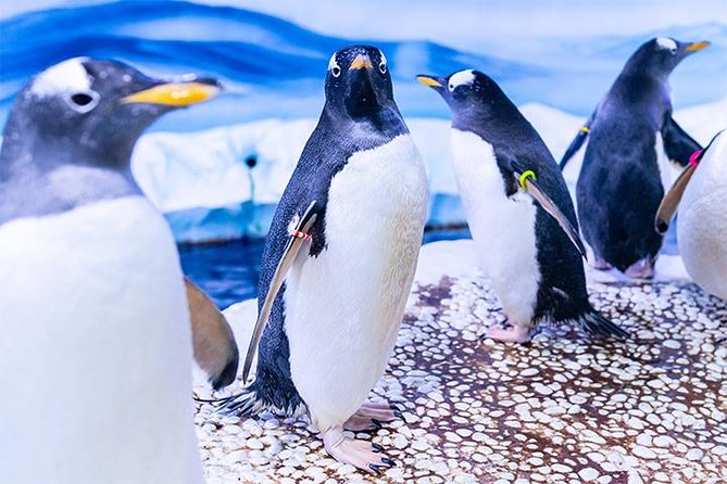 SEA LIFE London Aquarium Admission Ticket - Crowds, heat, and the practical reality