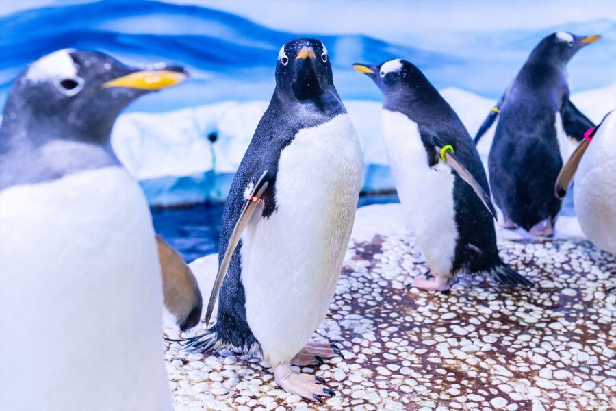 SEA LIFE London & DreamWorks Shrek's Adventure: Combo Ticket - Key points at a glance