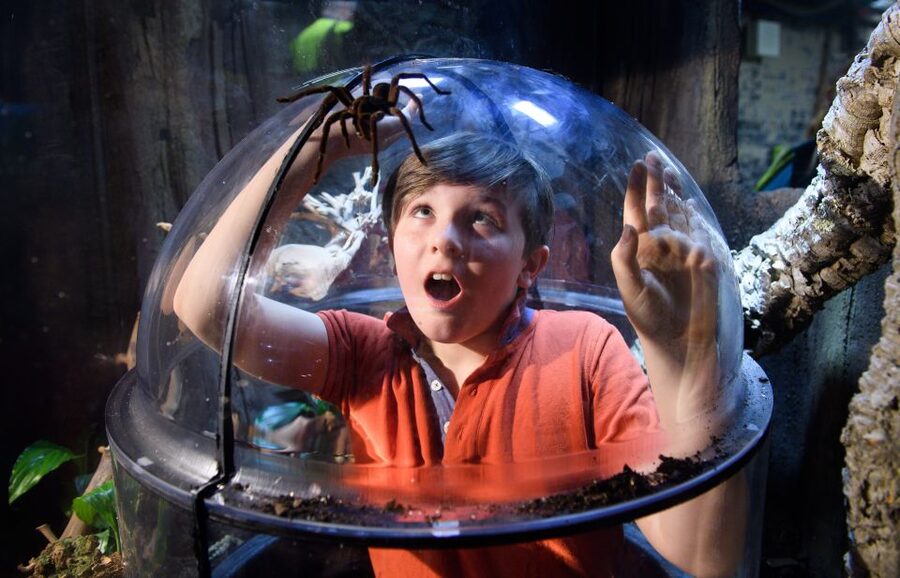 SEA LIFE London & DreamWorks Shrek's Adventure: Combo Ticket - Booking the two visits without confusion