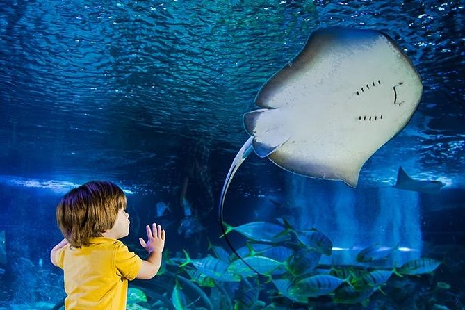 SEA LIFE Manchester Admission Ticket - Key points to know before you go