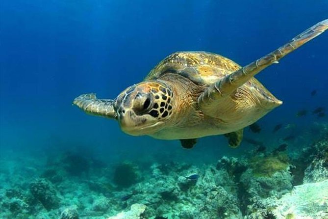 SEA LIFE Manchester Admission Ticket - Starting at Turtle Beach