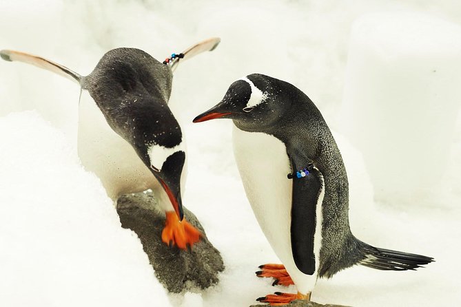 SEA LIFE Melbourne Aquarium Admission Ticket - Antarctica’s penguins and the aquarium’s best moment