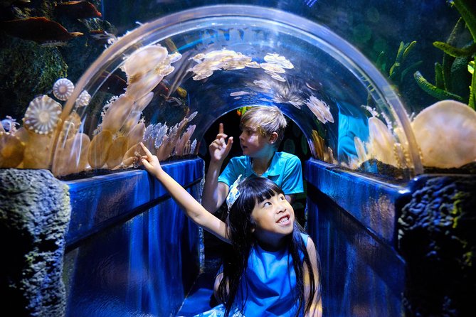 SEA LIFE Melbourne Aquarium Admission Ticket - Starting with jellyfish, fish, and smaller wonders