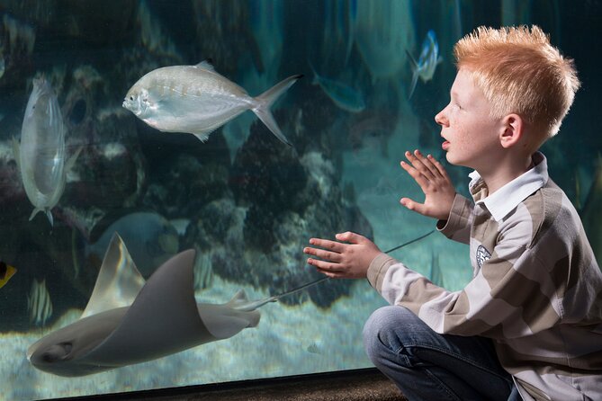 SEA LIFE Michigan Aquarium Admission Ticket - Seahorses, octopuses, and small creatures worth seeking out