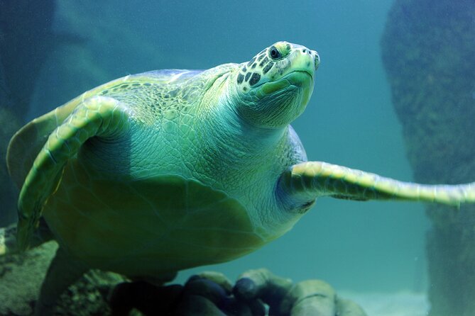 SEA LIFE Michigan Aquarium Admission Ticket - Ten themed areas and more than 2,000 creatures