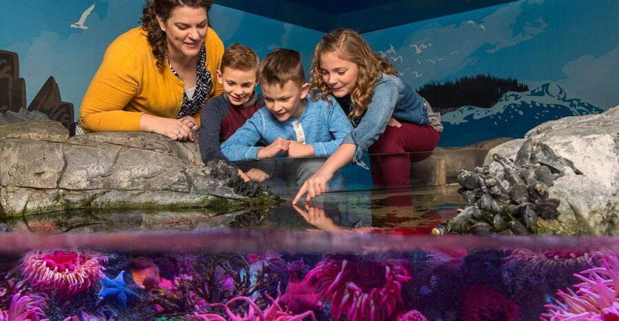 SEA LIFE Michigan Aquarium General Admission - Should you book SEA LIFE Michigan?