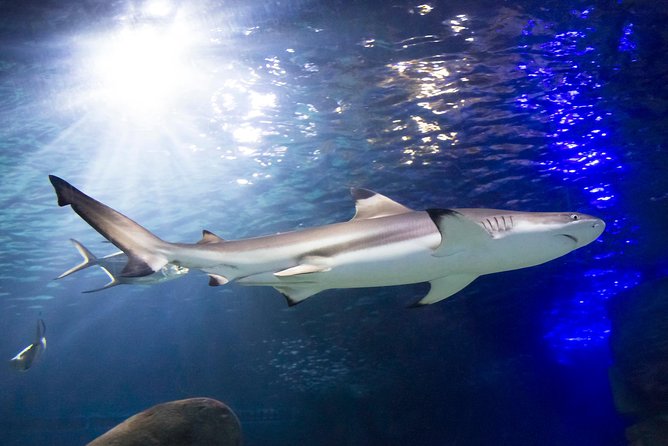 SEA LIFE Munich Admission Ticket - A practical choice for children, with limits for adults