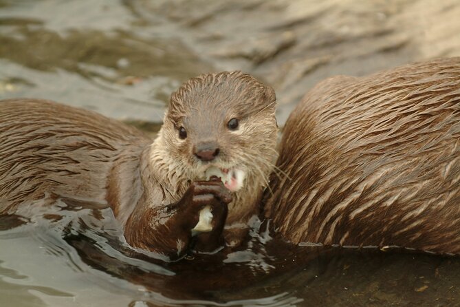 SEA LIFE Oberhausen Admission Ticket - Mangroves and Germany’s biggest shark nursery