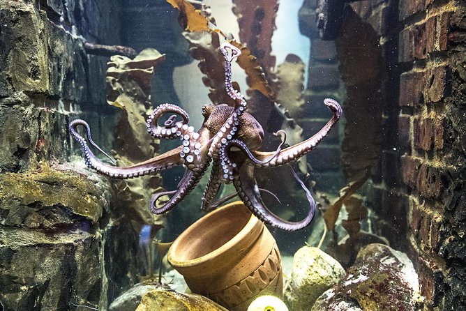 SEA LIFE Oberhausen Admission Ticket - Local rivers first, then the world’s oceans