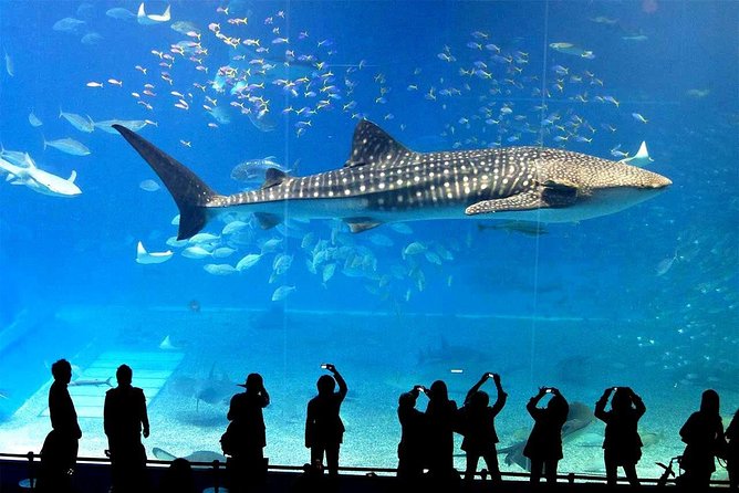 SEA LIFE Ocean World at Bangkok Admission Ticket - Is $62.93 a fair price?