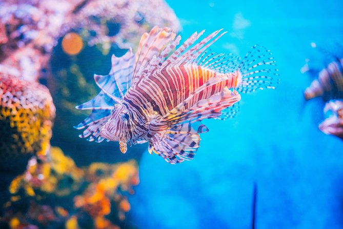 SEA LIFE Ocean World at Bangkok Admission Ticket - Who should book SEA LIFE Bangkok Ocean World?
