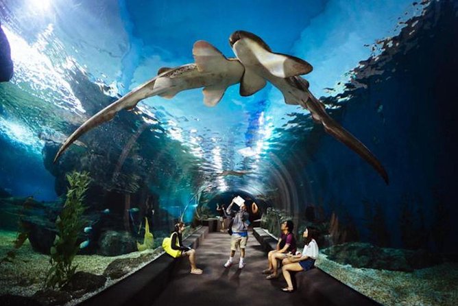SEA LIFE Ocean World at Bangkok Admission Ticket - Sharks, stingrays, and the glass-floored Shark Walk