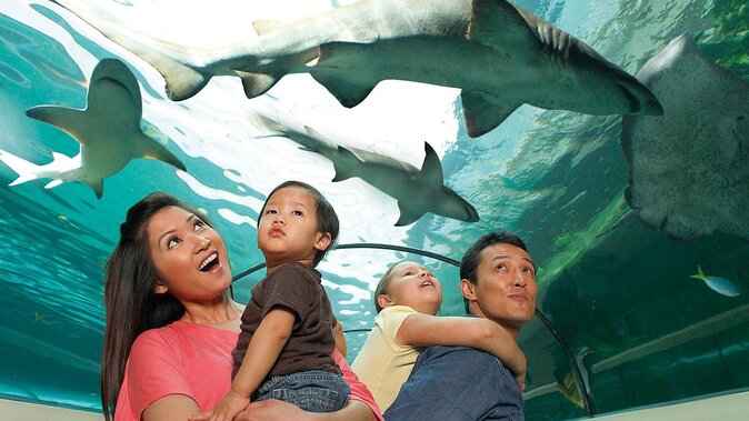 SEA LIFE Orlando Aquarium Admission Ticket at ICON Park - Key points before you go