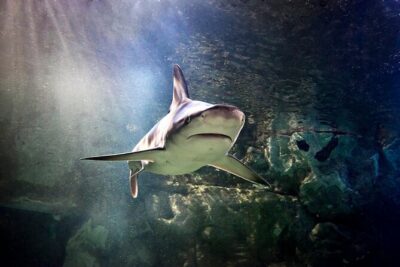 SEA LIFE Orlando Aquarium Admission Ticket at ICON Park