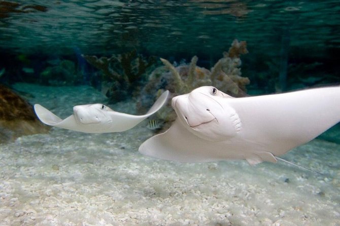 SEA LIFE Orlando Aquarium Admission Ticket at ICON Park - Price, value, and who should buy