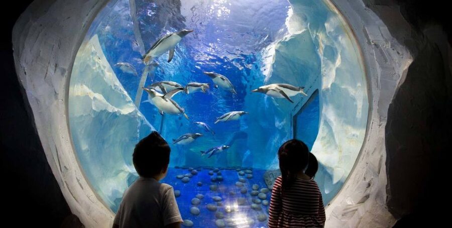 SEA LIFE Paris: Admission Ticket - Meet the king and gentoo penguins