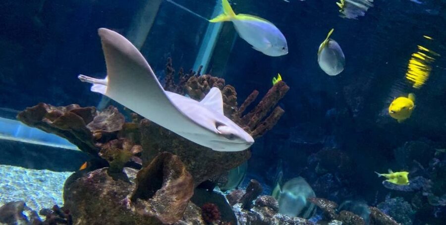 SEA LIFE Paris: Admission Ticket - Atlantis brings sharks and turtles into view