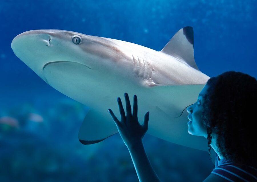 SEA LIFE Paris: Admission Ticket - Let children create a Virtual Aquarium