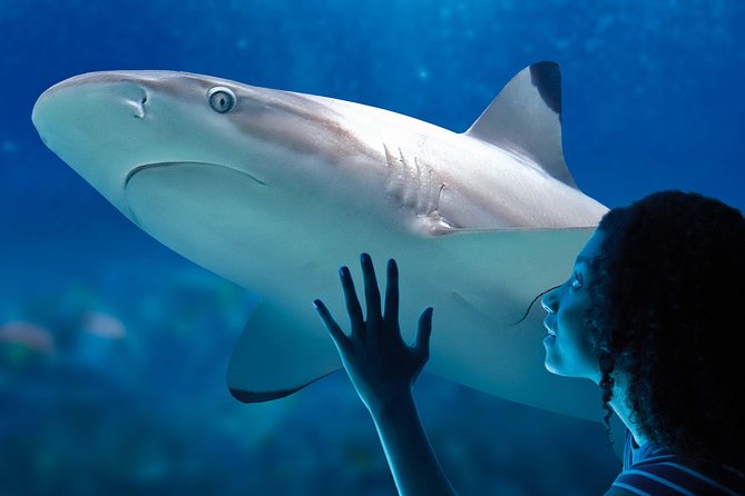SEA LIFE Paris Val d'Europe Aquarium Entry Ticket - The central tank and Atlantic rays