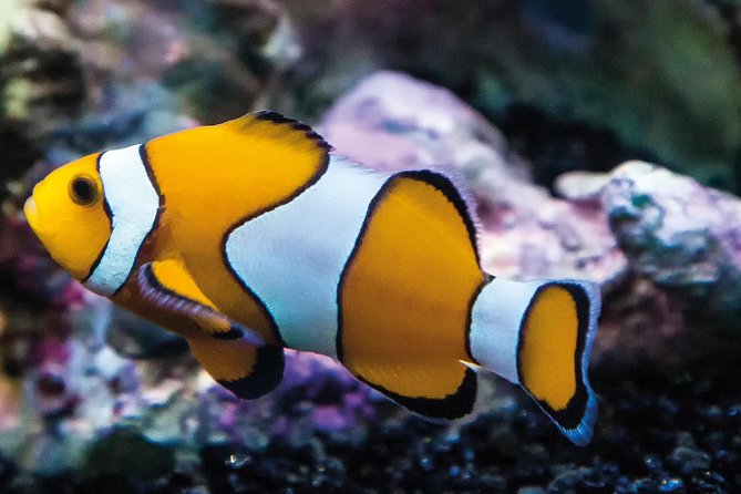 SEA LIFE Paris Val d'Europe Aquarium Entry Ticket - Price and family value at $28.76