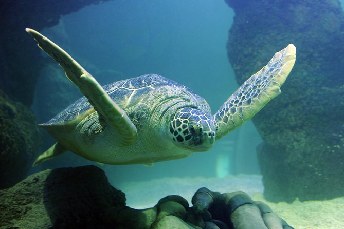 SEA LIFE Paris Val d'Europe Aquarium Entry Ticket - Sharks, sea turtles, and the Atlantis room