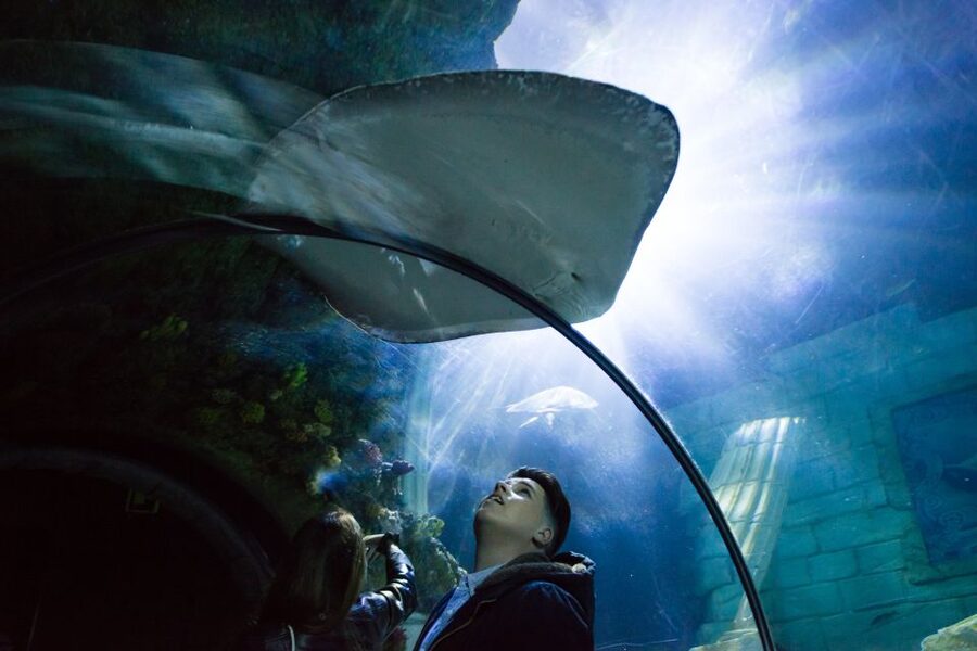 SEA LIFE Porto Full-Day Entrance Ticket - Penguin Island and the newer additions