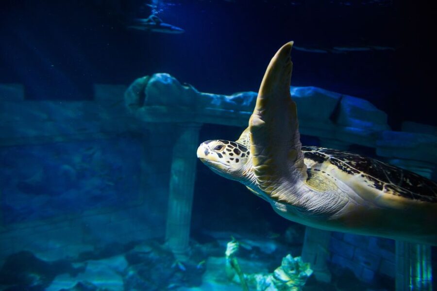 SEA LIFE Porto Full-Day Entrance Ticket - Talks and feeding demonstrations