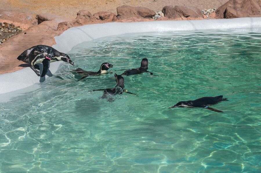 SEA LIFE Porto Full-Day Entrance Ticket - The conservation message
