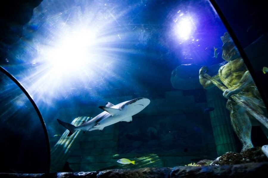 SEA LIFE Porto Full-Day Entrance Ticket - How to plan your visit at Castelo do Queijo