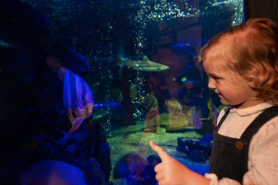 Sea Life Scarborough - Following the seals through the hospital