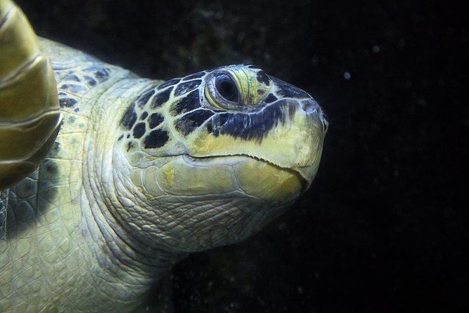 SEA LIFE Speyer Admission Ticket - How long should you plan for?