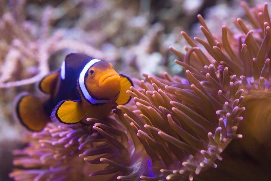 Sea Life Speyer Ticket - Who Will Enjoy Sea Life Speyer Most?