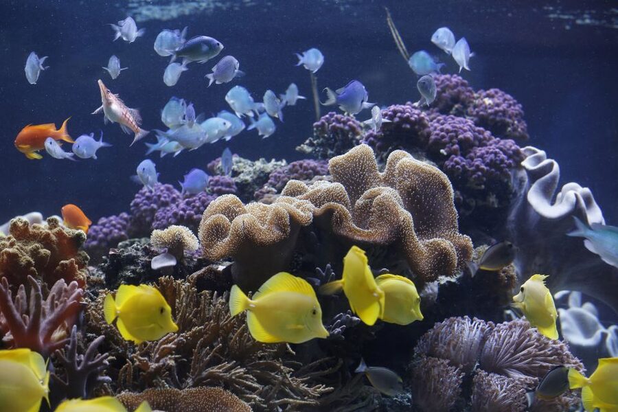 Sea Life Speyer Ticket - Meeting Marty in the Tropical Ocean