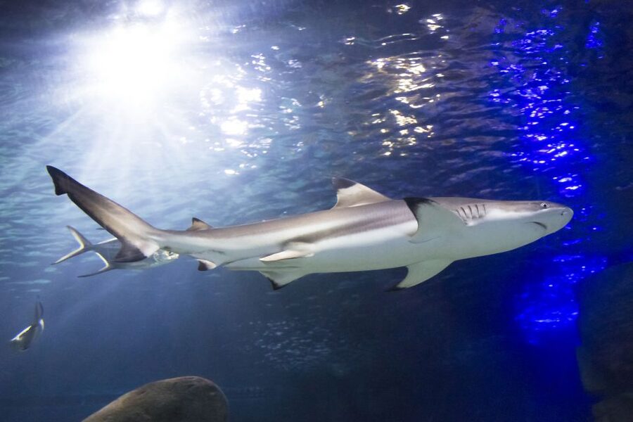 Sea Life Speyer Ticket - Sharks, Rays, Morays, and the Amazon Area