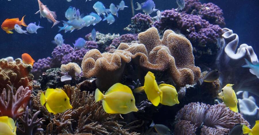 Sea Life Speyer Ticket - The Great Reef and the Eight-Metre Tunnel