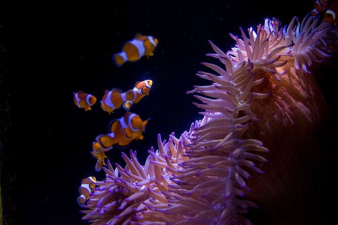 SEA LIFE Sunshine Coast Aquarium Entrance Ticket - What the SEA LIFE Sunshine Coast visit is really like